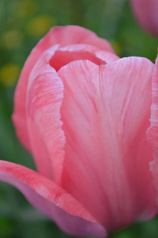 pink flowers with petals all around them