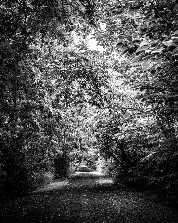 trees line a trail in the dark and some are almost black and white