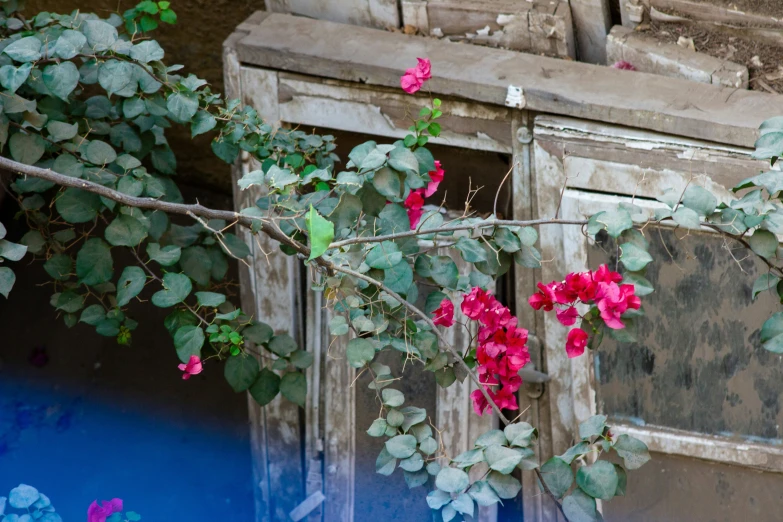 a plant on the outside of an old run down building