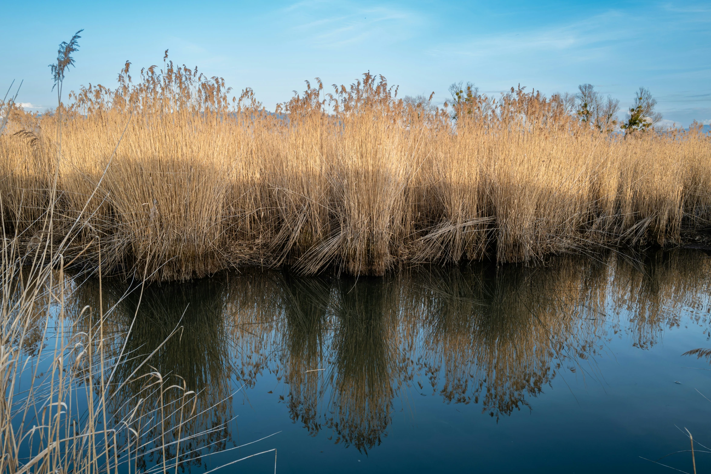 a body of water surrounded by dry plants