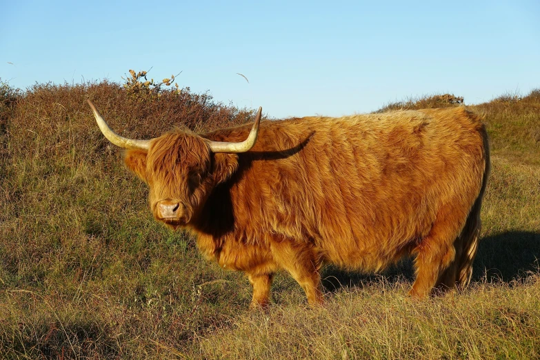 a brown bull with horns standing in the field
