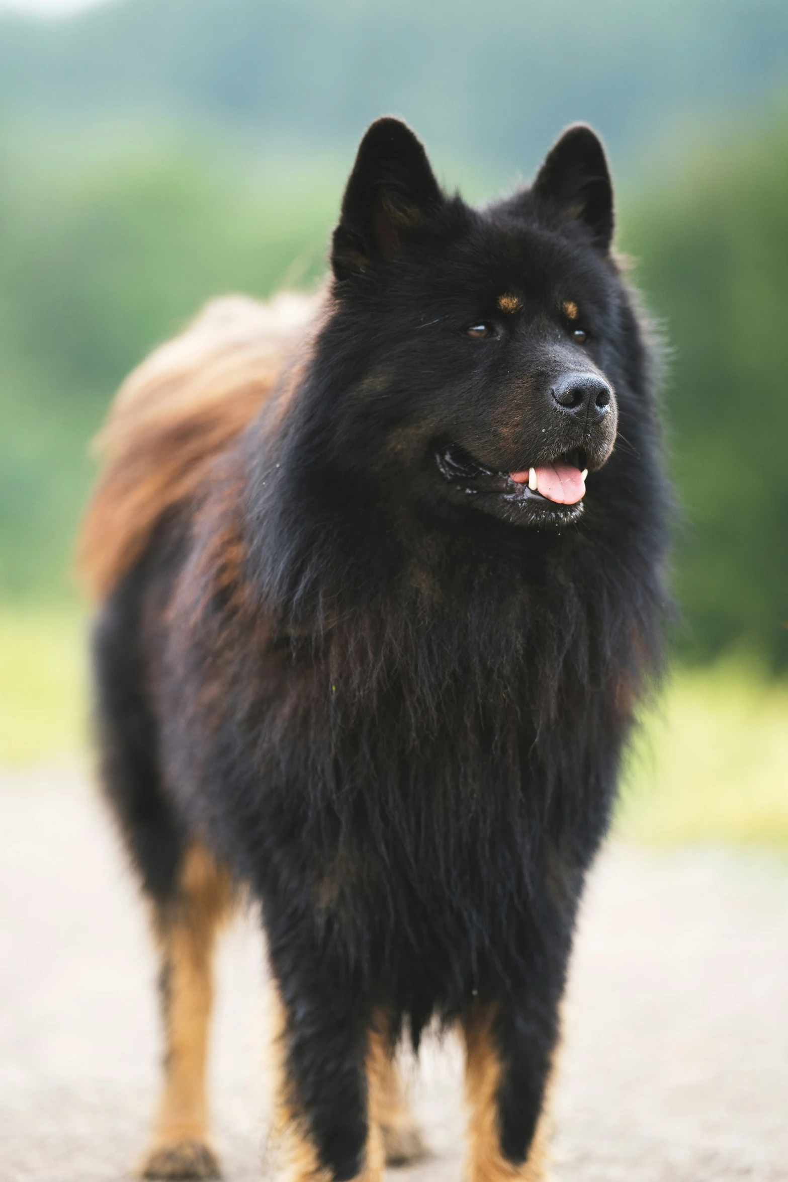 a black dog walking down a street next to a forest