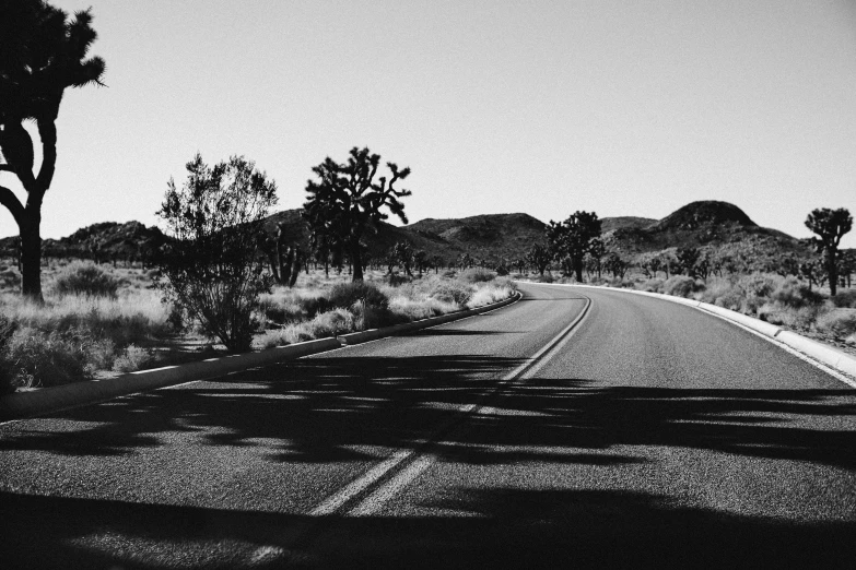 the desert is filled with several cacti and cactus trees