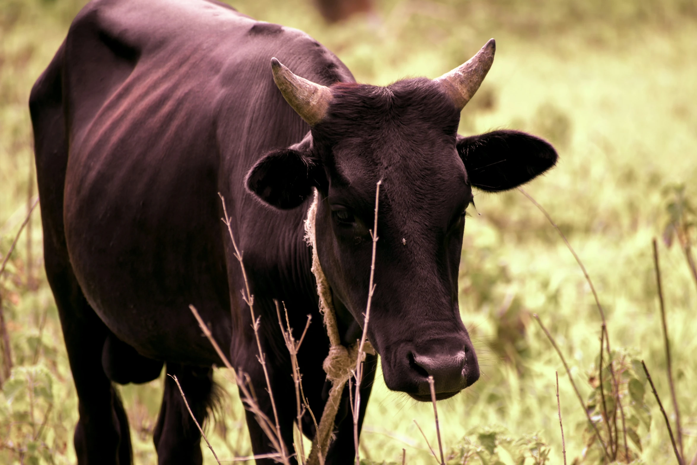 an animal with horns is standing in the tall grass