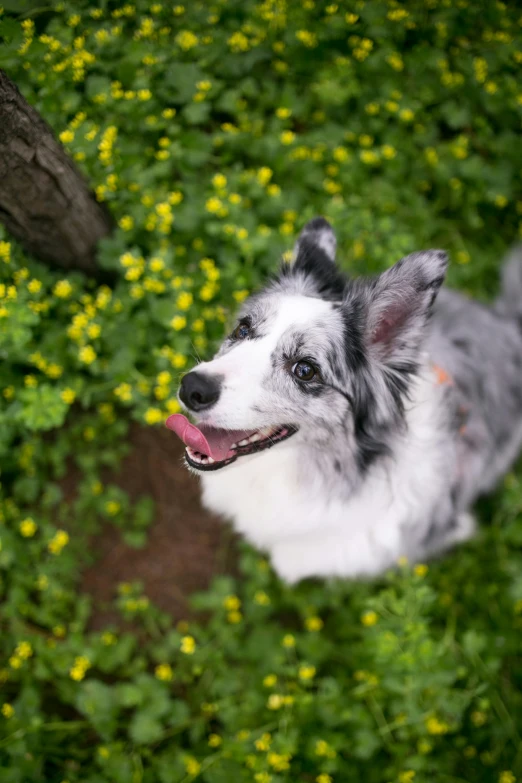 a dog is standing in a green field with yellow flowers