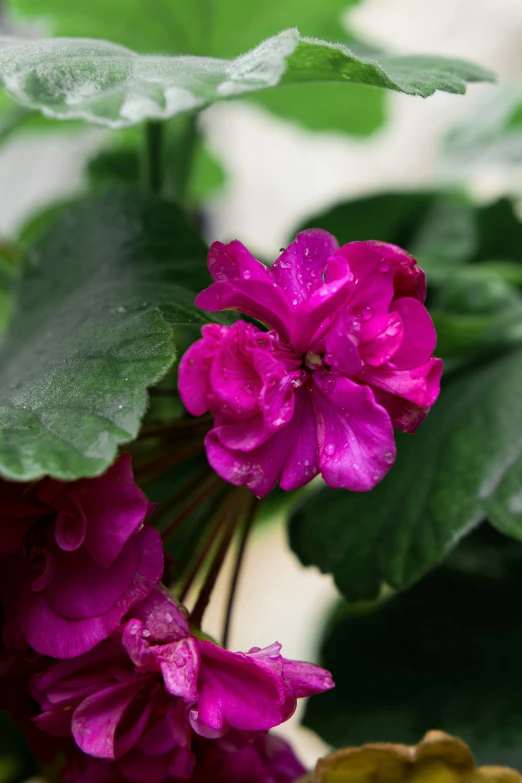 a bunch of purple flowers on top of green leaves