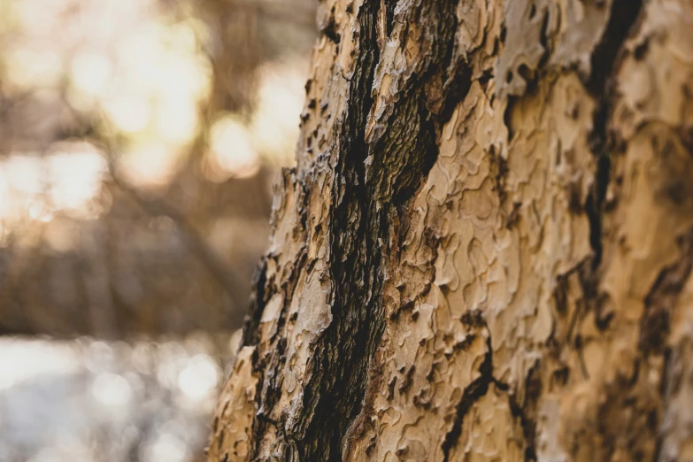 a close up po of a tree with brown and yellow lichens