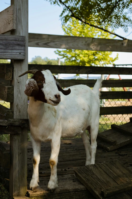 a small goat stands next to a wooden fence