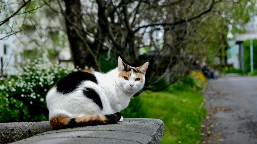 a cat sitting on top of a wall next to trees