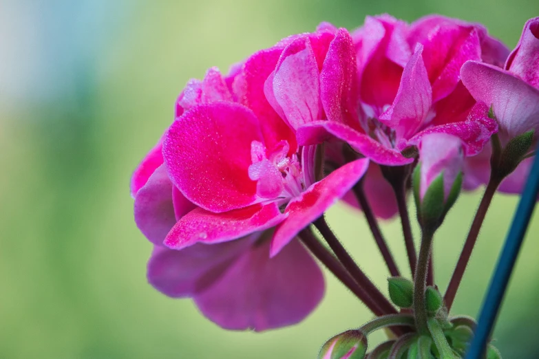 bright pink flowers with drops of water on them