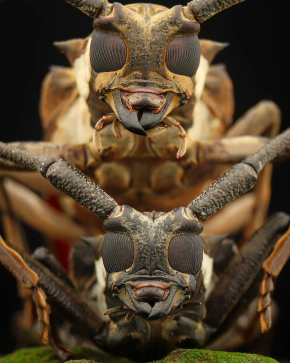 three insect pos with one image of a bug and the other a bug with horns