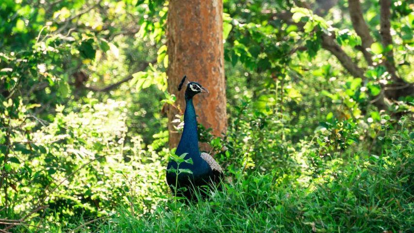 a peacock standing in the woods next to a tree