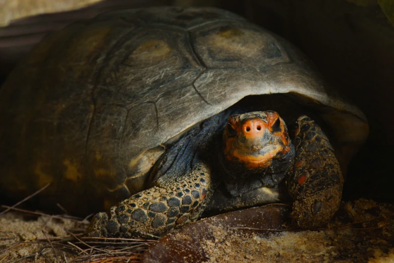 this tortoise shell looks like a pig that is hiding inside