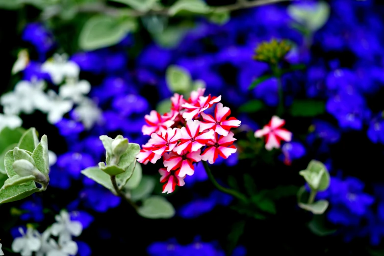 a red and white flower is in the foreground surrounded by other flowers