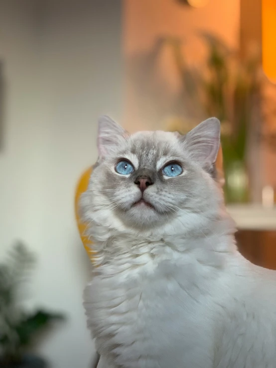 the white cat has blue eyes and is standing on top of a chair