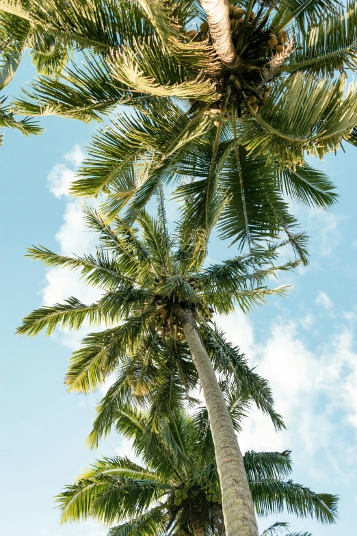 a palm tree and a cloudy blue sky