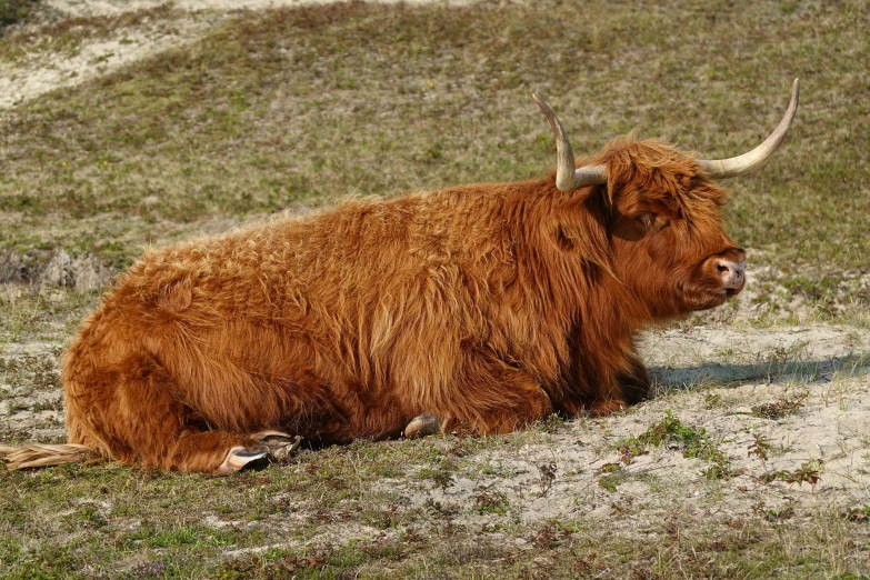 a bull laying on some grass near some hills