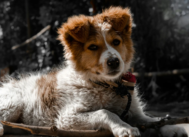 a dog with a collar is laying down