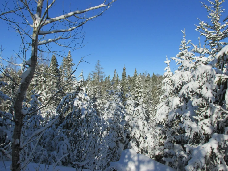 trees that are covered in snow and are facing a field