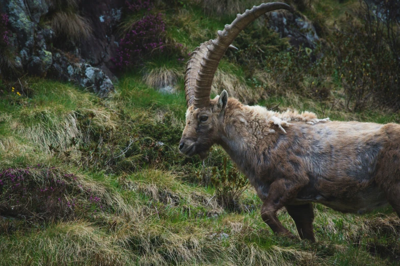 a goat walking through a green meadow with purple flowers