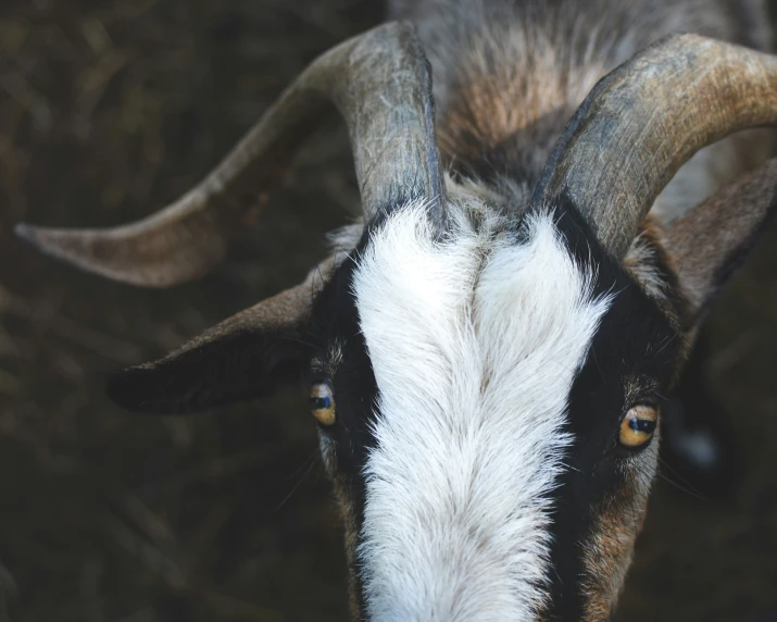 an image of a goat that is staring into the camera