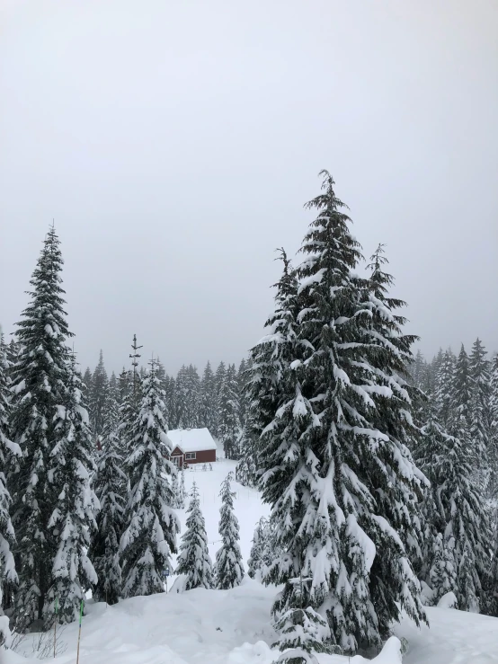 a snow covered hillside with trees and a cabin in the background