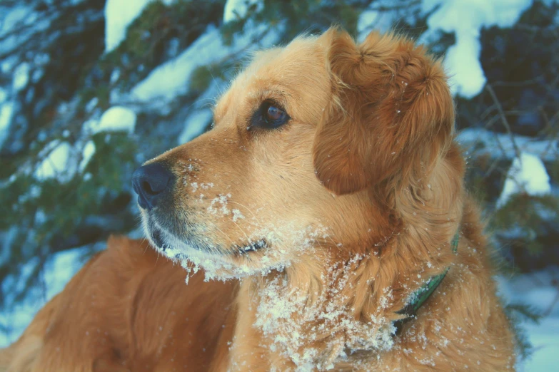 an animal in the snow by some trees