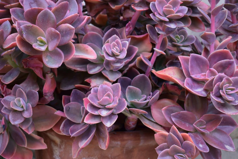 a potted plant with purple and pink leaves