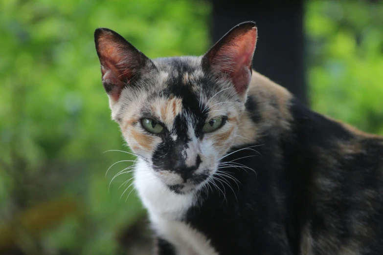 a cat with green eyes sitting on a porch