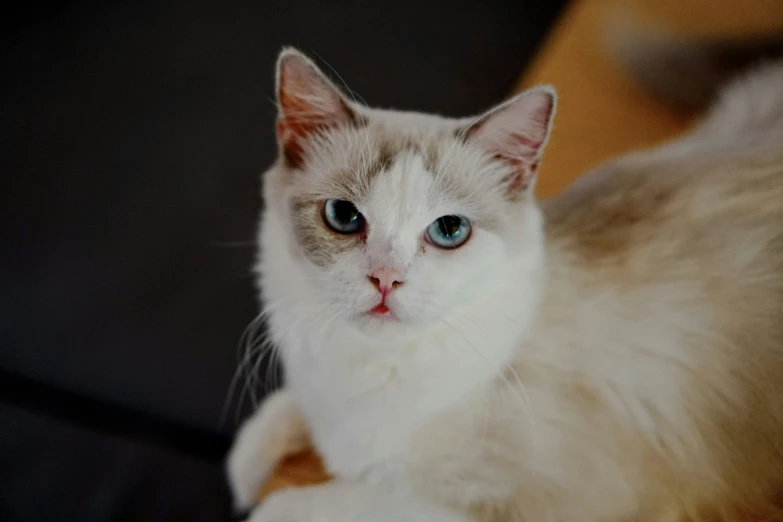 a white and tan cat with blue eyes