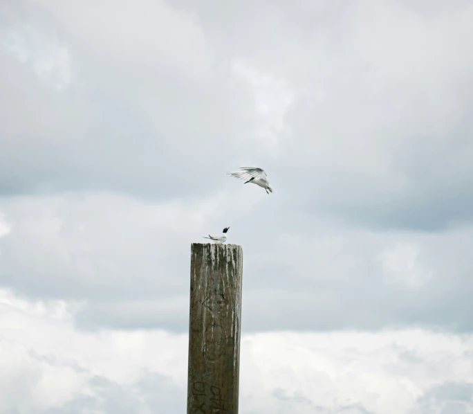 seagulls are flying around an old wooden pole