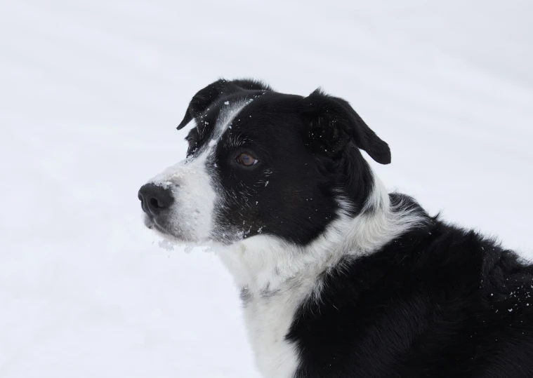 black and white dog standing in the snow