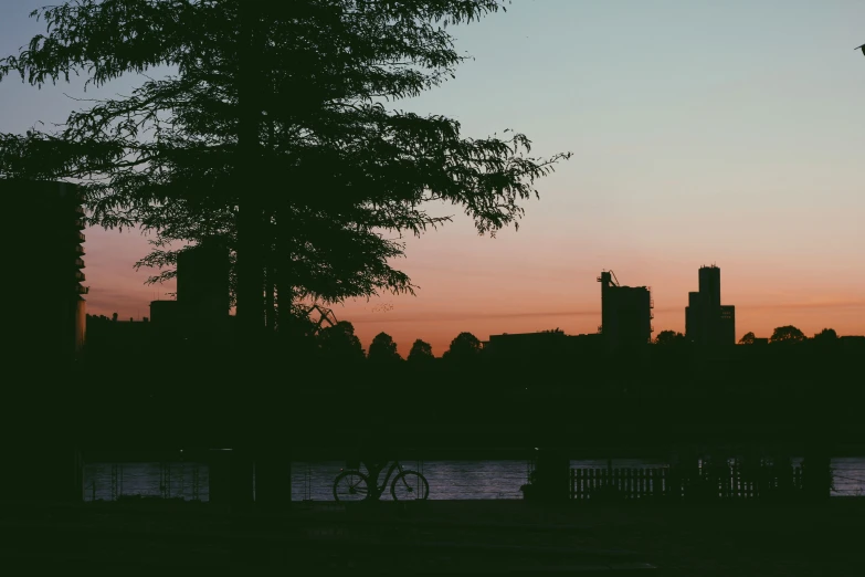 the trees are beside a body of water