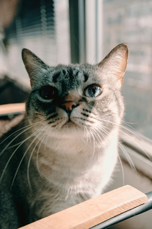 a cat staring at the camera outside of a window