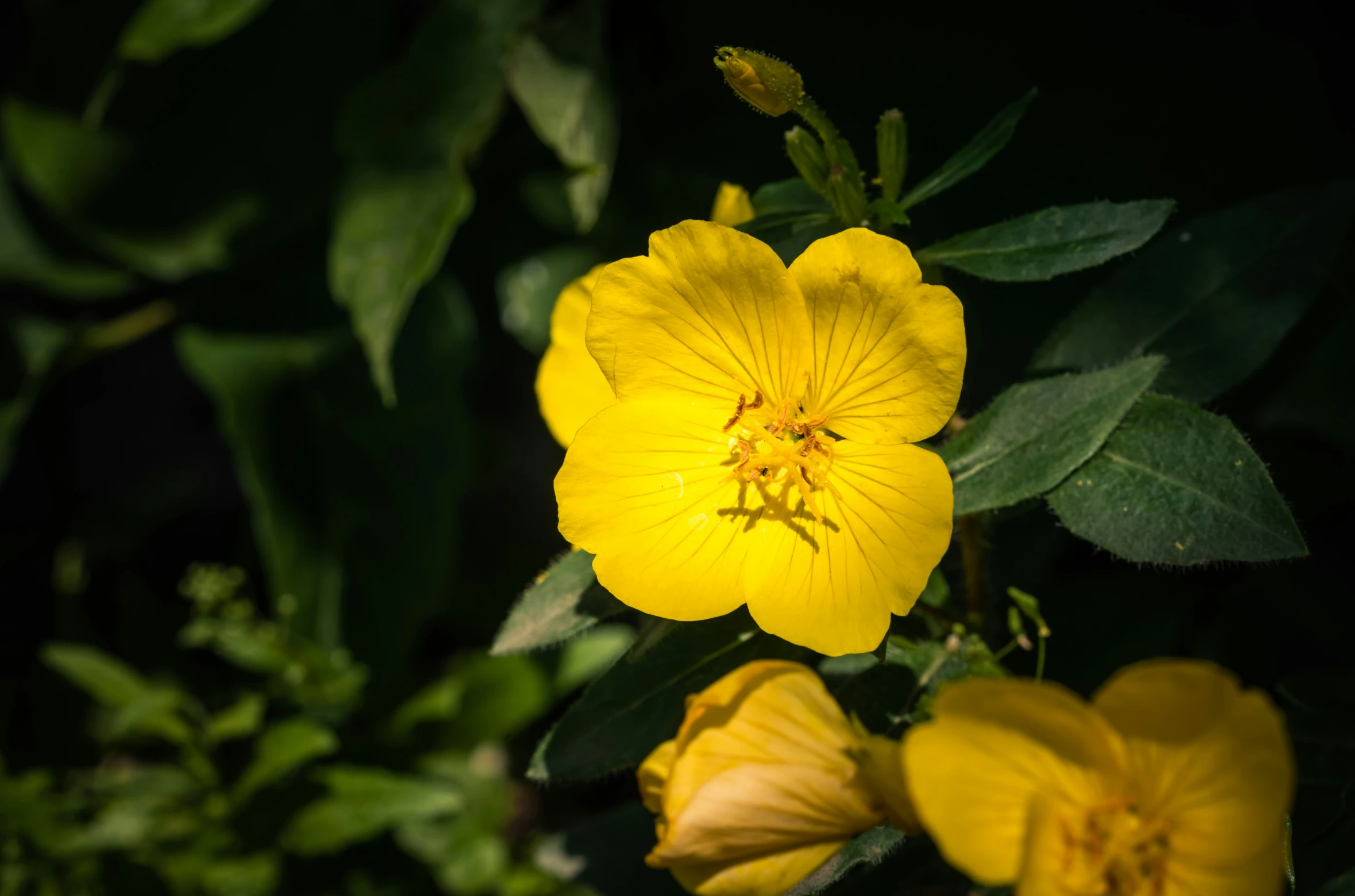 a bunch of yellow flowers with green leaves