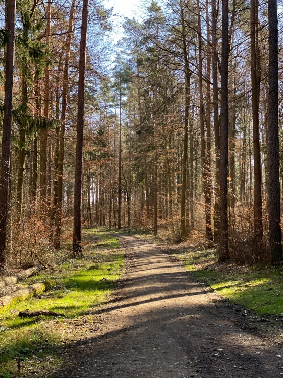 trees in the background are all around this wooded area