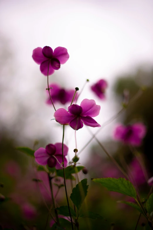 purple flowers are seen growing in the bushes