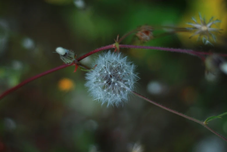 this is an image of a small white dandelion