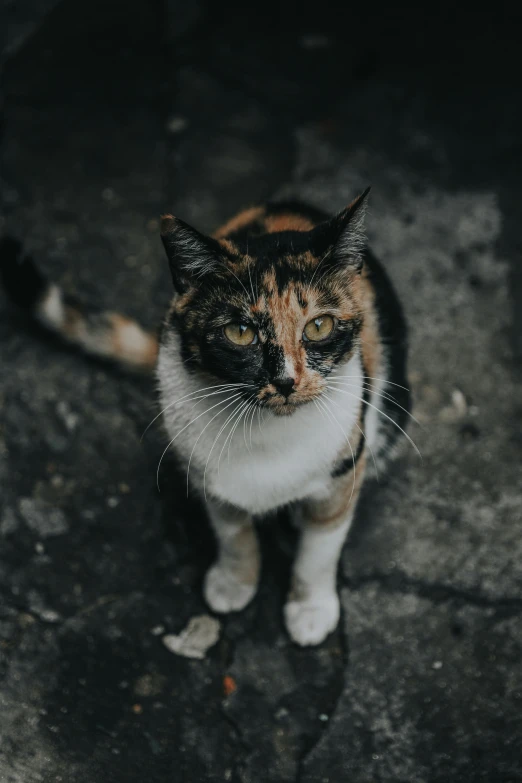 the calico cat is sitting outside on the pavement