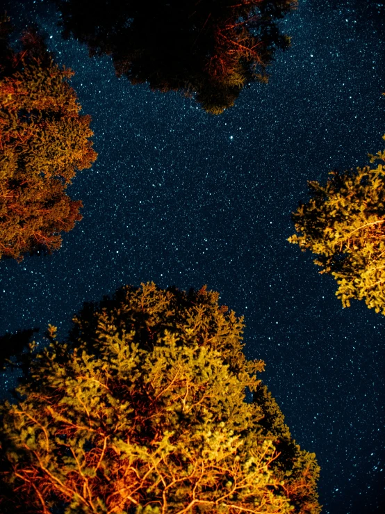 stars in the sky are seen over some trees