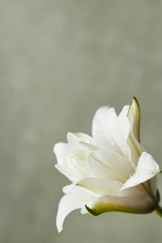 a flower that is standing on some water