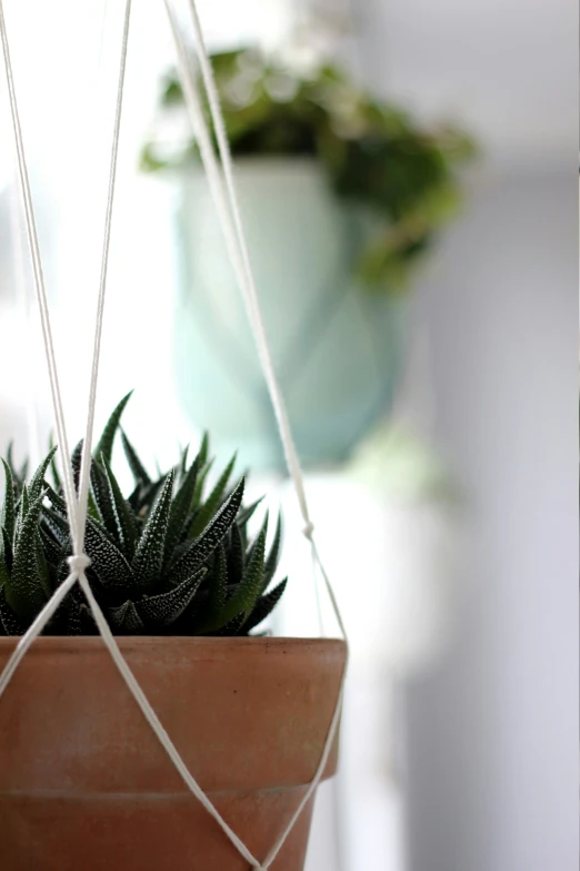 a potted plant on a string attached to a wall