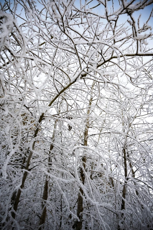 looking through the nches at the winter sky