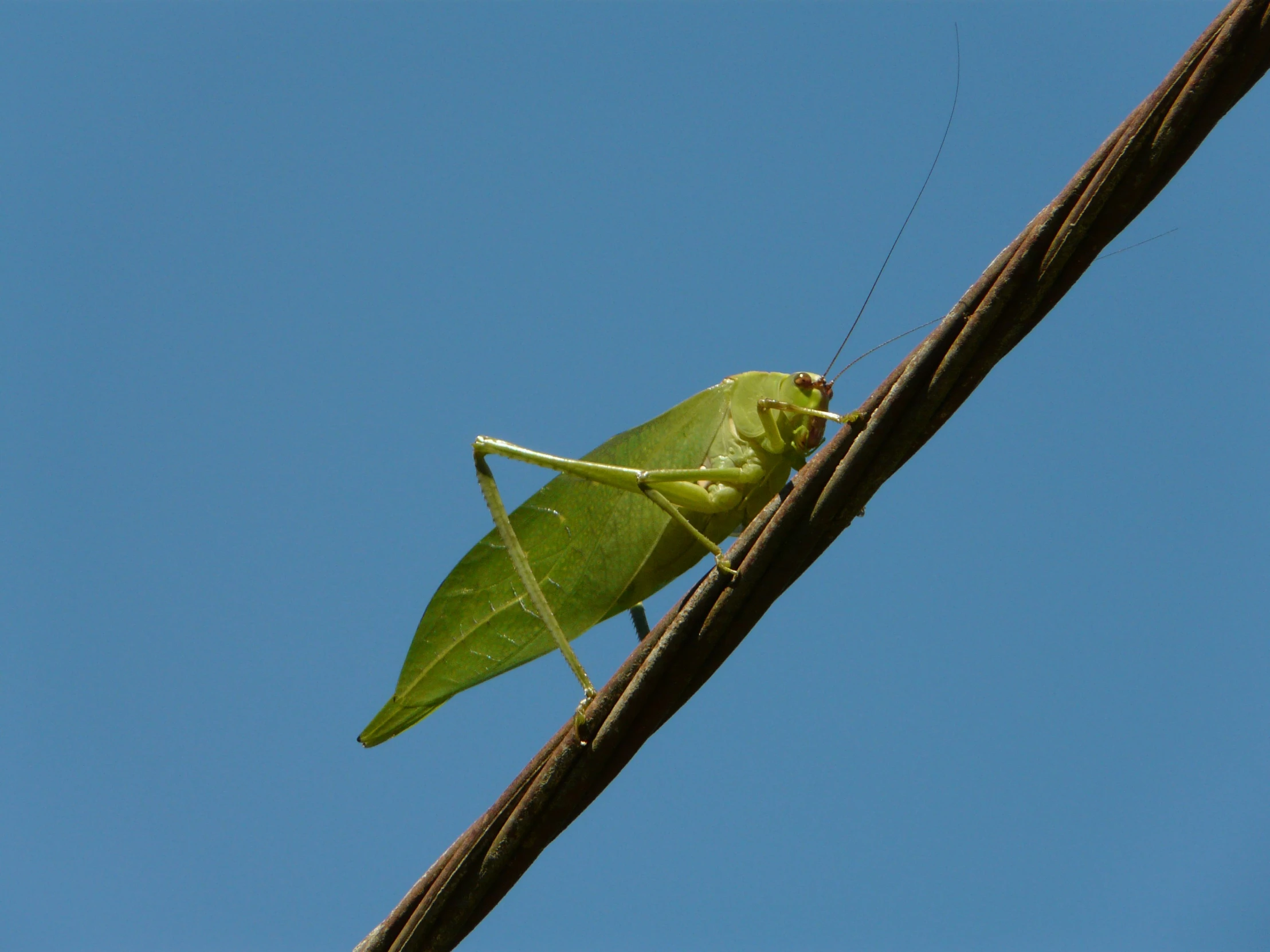 a praying green insect rests on a nch