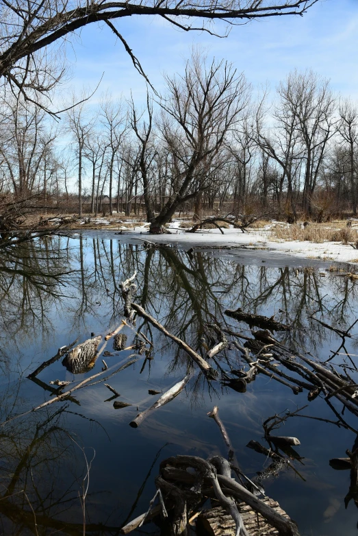 a body of water next to some dry trees