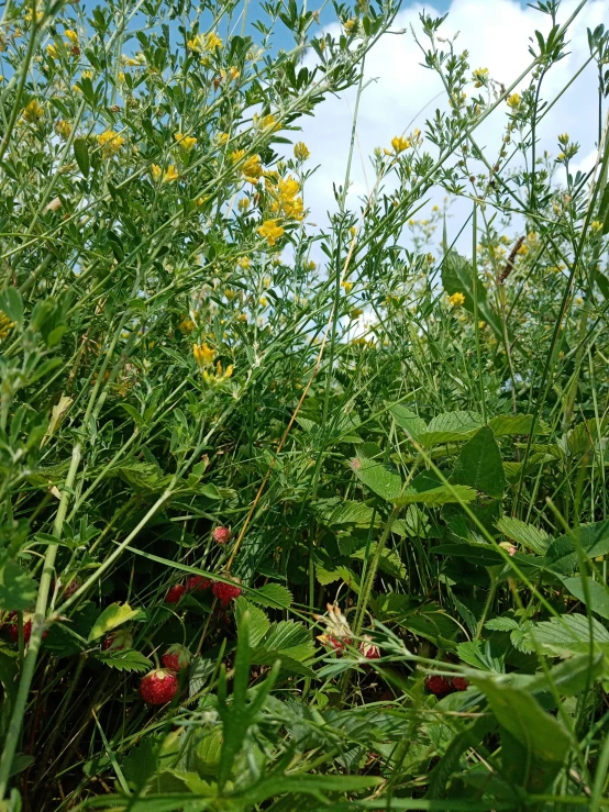 wild flowers in a large, overgrown meadow with leaves and flowers