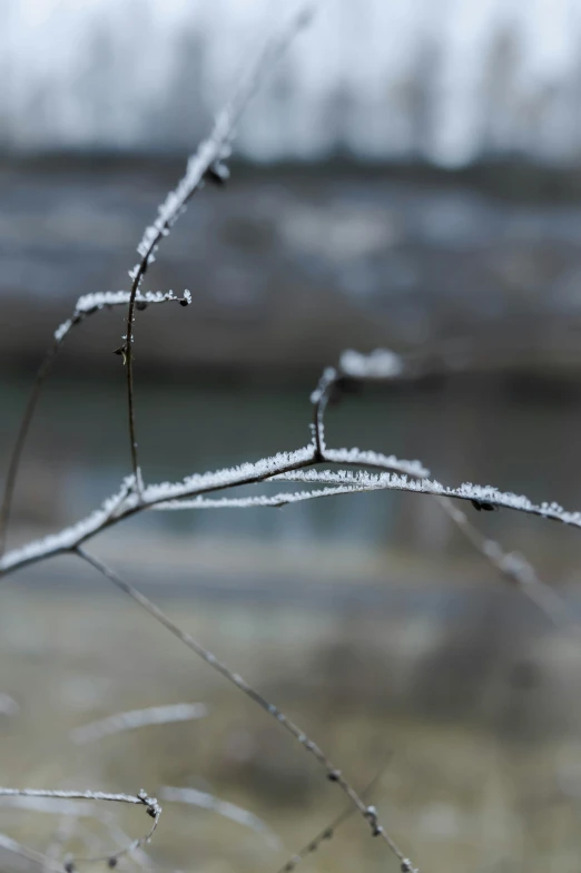 closeup of a nch with drops of dew