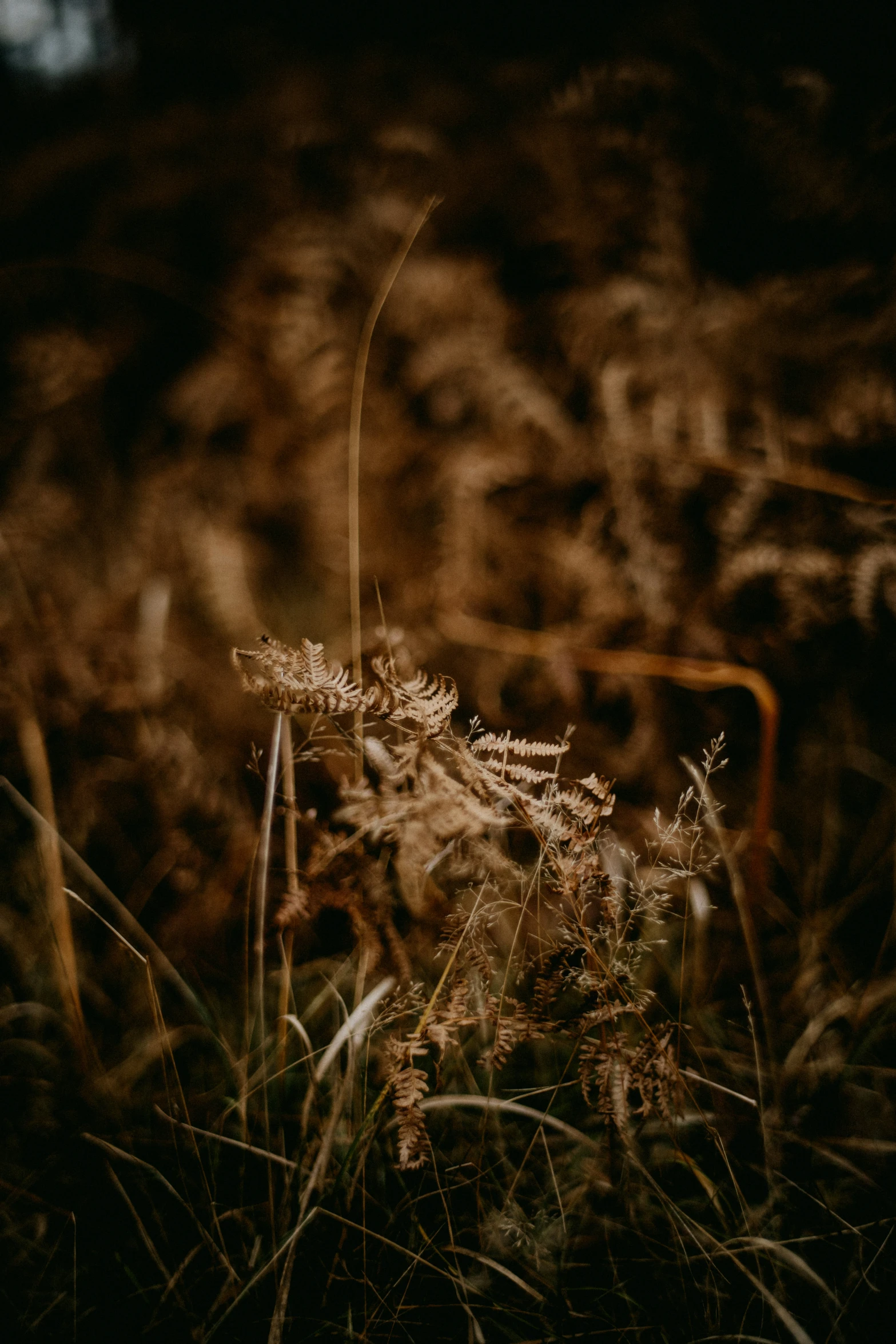 a fern in a field of grass near rocks