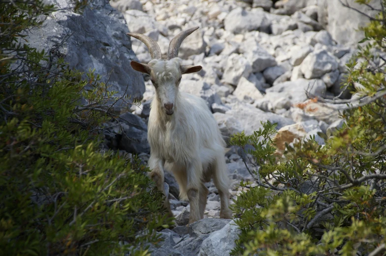 a mountain goat looks around the corner of a tree lined path