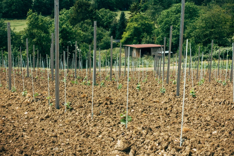 a plot of small tomato plants with little needles